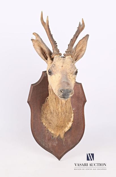 Trophée de chevreuil (Capreolus capreolus,...