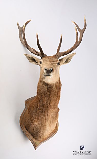 Tête en cape de cerf élaphe (Cervus elaphus)...