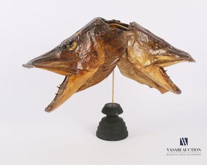 Double tête de brochet sur socle en bois...
