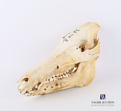 Crâne complet de sanglier (Sus scrofa, non...