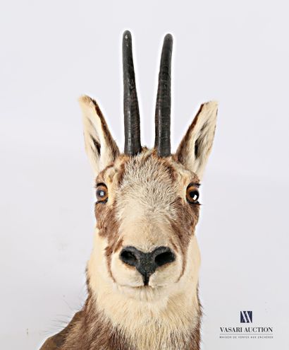 Tête en cape de chamois (Rupicapra rupicapra,...
