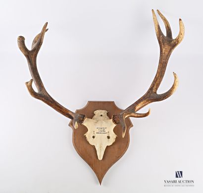 Massacre de cerf élaphe (Cervus elaphus,...