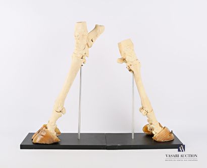 Ensemble comprenant une patte avant et une...