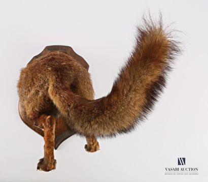 Cul de renard sur écusson (Vulpes vulpes,...