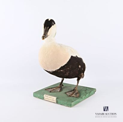 Taxidermie d'un mâle d'eider commun (Somateria...