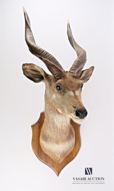 Tête en cape de Nyala (Tragelaphus angasii,...