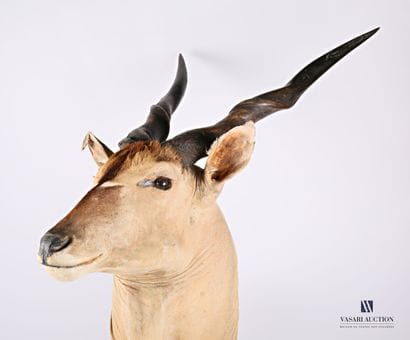 Tête en cape d'Éland de Derby (Taurotragus...