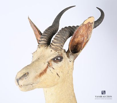 Trophée de Springbok (Antidorcas marsupialis,...