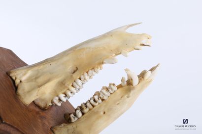 Avancée de crâne de sanglier (Sus scrofa,...