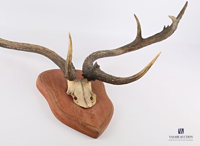 Très grand massacre de cerf de Virginie (Odocoileus...