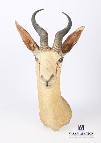 Trophée de Springbok (Antidorcas marsupialis,...