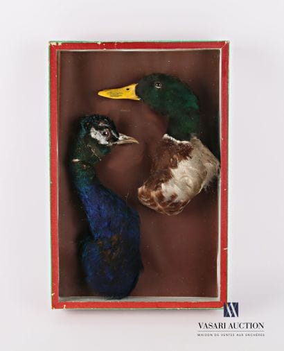 Boite vitrée contenant une tête tête de canard...