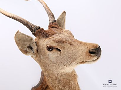 Tête en cape de daguet de cerf élaphe (Cervus...