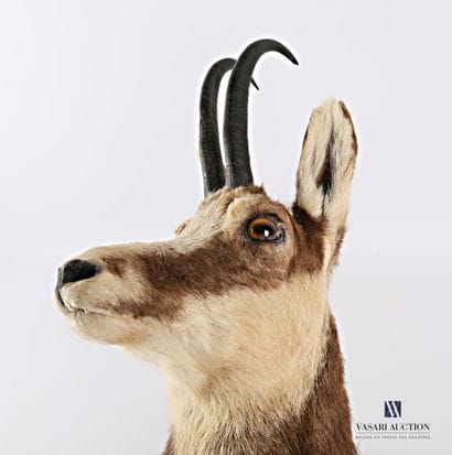 Tête en cape de chamois (Rupicapra rupicapra,...