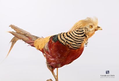 Faisan doré (Chrysolophus pictus, non réglementé)

(usures)

Haut....
