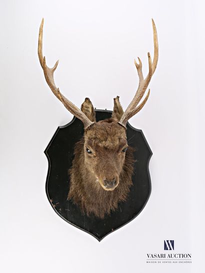 Tête en cape de cerf sika (Cervus nippon...