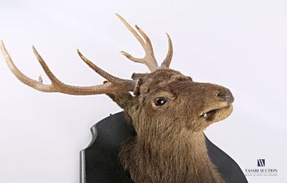 Tête en cape de cerf sika (Cervus nippon...