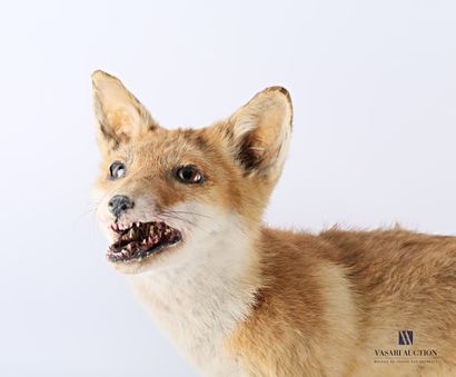 Taxidermie d'un jeune renard (Vulpes vulpes,...