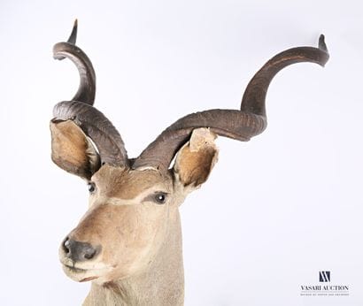 Trophée de Grand Koudou (Tragelaphus strepsiceros,...