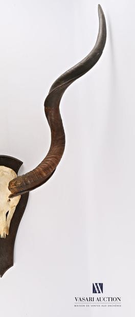 Massacre de grand koudou (Tragelaphus strepticeros,...