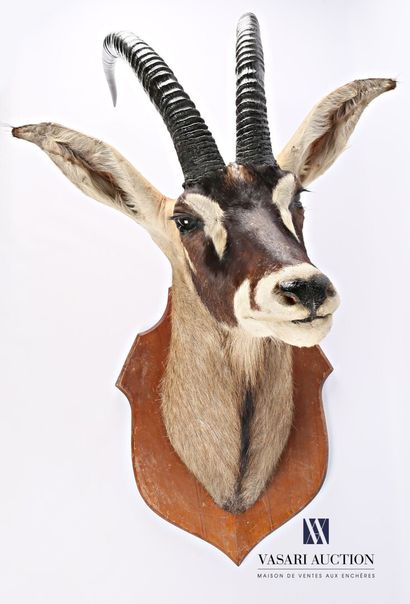 Tête en cape d'antilope rouanne (Hippotragus...
