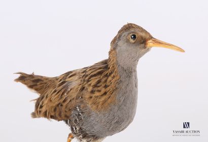 Râle d'eau (Rallus Aquaticus, non réglementé)...