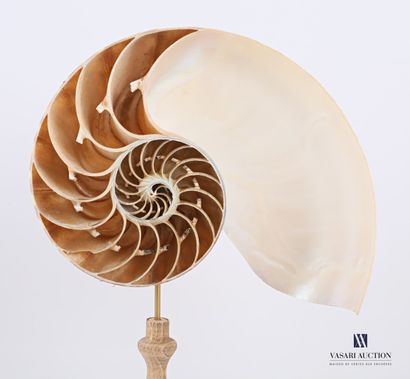 
Demi nautile (Nautilus pompilius, Cites...