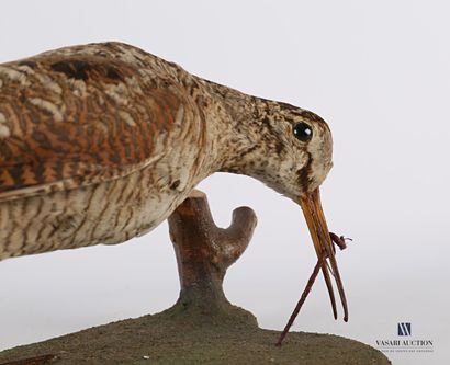 
Bécasse (Scolopax scolopax,pré règlementation)...