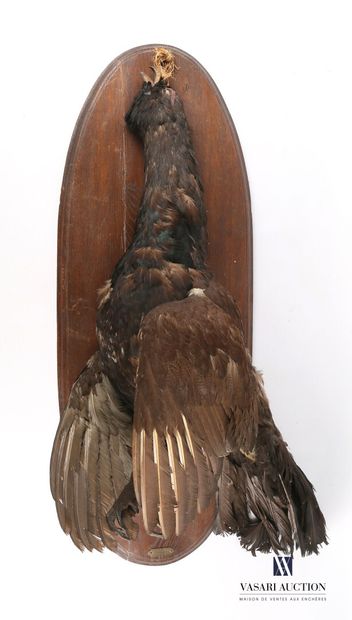 
Grand tétras (Tetrao urogallus, pré règlementation)...