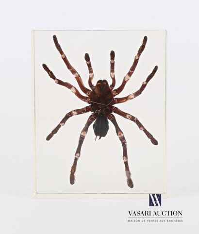 Mygale (Mygalomorphae spp.) en inclusion...