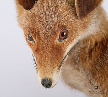 Renard assis (Vulpes vulpes, non réglementé)...