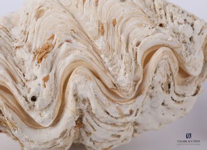 
Ensemble de quatre bénitiers (Tridacna gigas,...