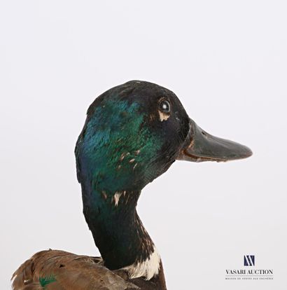Tête en cape de canard col vert (Anas platyrhynchos...