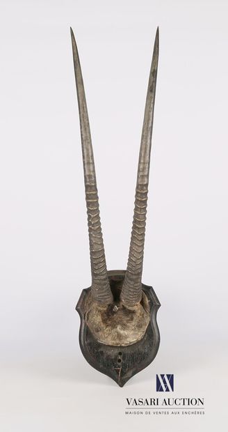 Frontal d'oryx (Oryx gazella, non réglementé)...