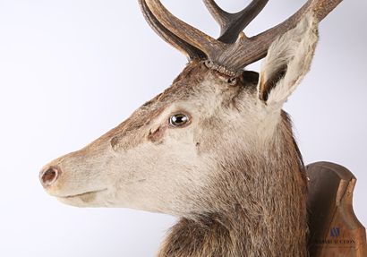 Tête en cape de cerf élaphe (Cervus elaphus,...
