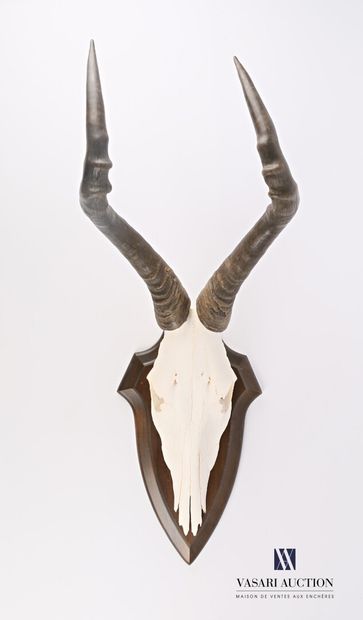 Massacre de bubale roux (Alcelaphus buselaphus,...