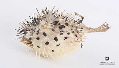 Diodon appelé poisson porc-épic (Diodon spp,...