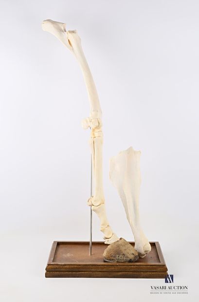 Épaule de cheval avec son sabot (Equus caballus,...