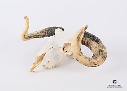 Crâne sans mandibule inférieure de brebis...