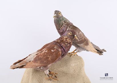 Couple de pigeons domestiques (Columba livia...