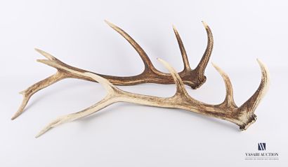 Ensemble de deux mues de cerf élaphe (Cervus...