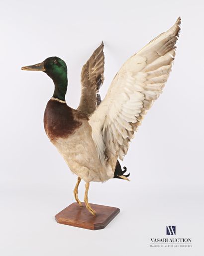 Canard Colvert (Anas platyrhynchos, non réglementé)...
