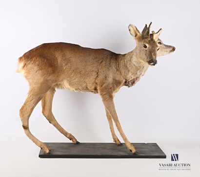 Chevreuil avec tête de chevrillard et de...
