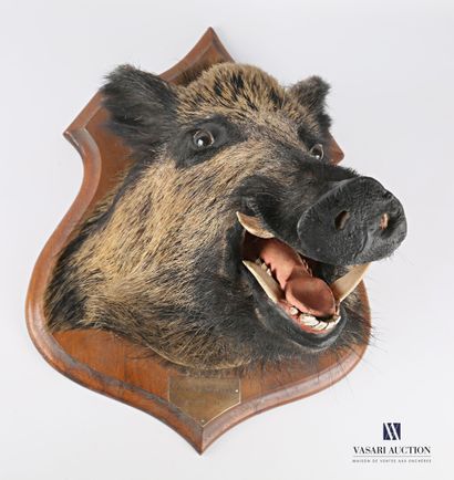 Tête de sanglier (Sus scrofa, non réglementé)...