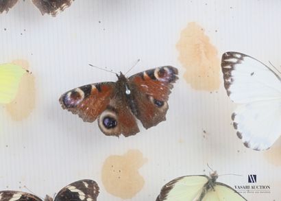 Boîte entomologique vitrée contenant dix-huit...