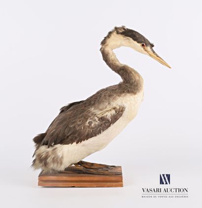 Grèbe huppé (Podiceps cristatus, non réglementé)...