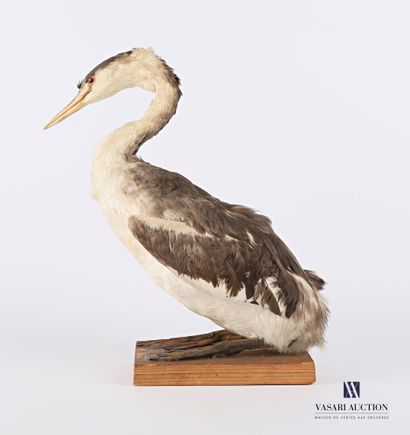 Grèbe huppé (Podiceps cristatus, non réglementé)...