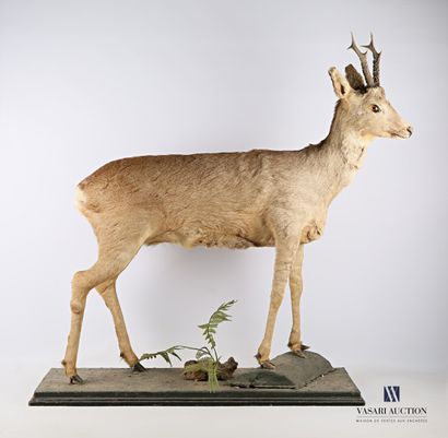 Chevreuil mâle (Capreolus capreolus, non...