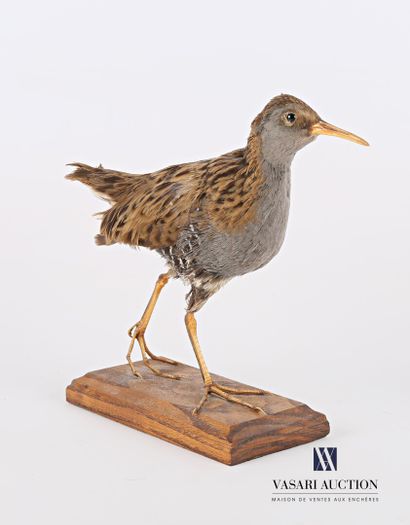 Râle d'eau (Rallus Aquaticus, non réglementé)...