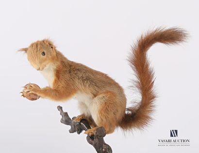 
Écureuil (Sciurus vulgaris) à la noix sur...